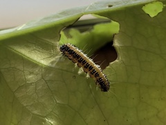 Uresiphita maorialis