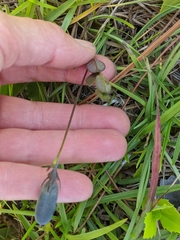 Crotalaria sagittalis