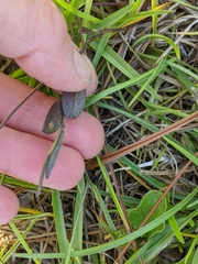 Crotalaria sagittalis