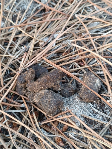 Mystery Animal