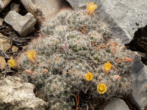 Mammillaria prolifera