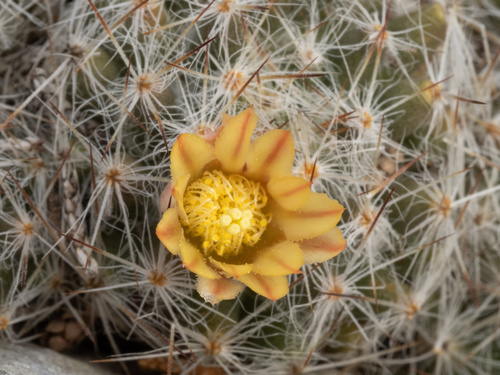 Mammillaria prolifera