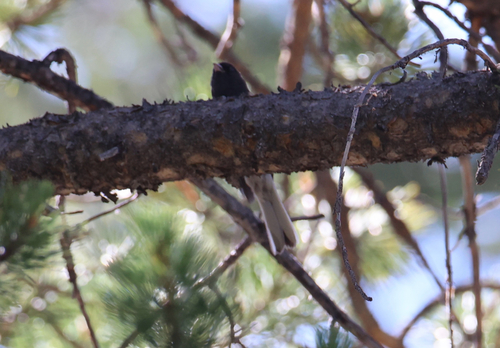 iNaturalist observation photo of Dark-eyed Junco