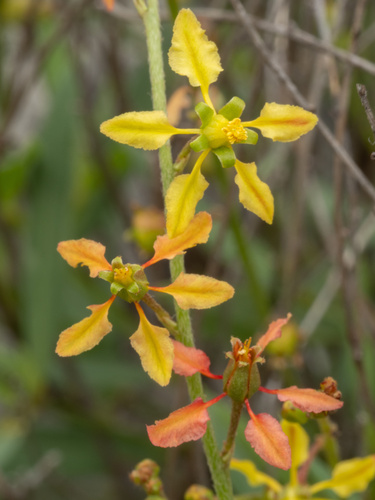 Galphimia angustifolia, photograph 6