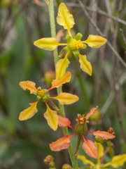 Galphimia angustifolia, photograph (c) Turner Brockman, some rights reserved (CC BY-SA)