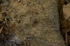 Dolomedes tenebrosus