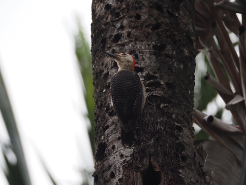 Golden-fronted Woodpecker