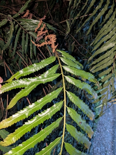 Osmunda banksiifolia, photograph 4