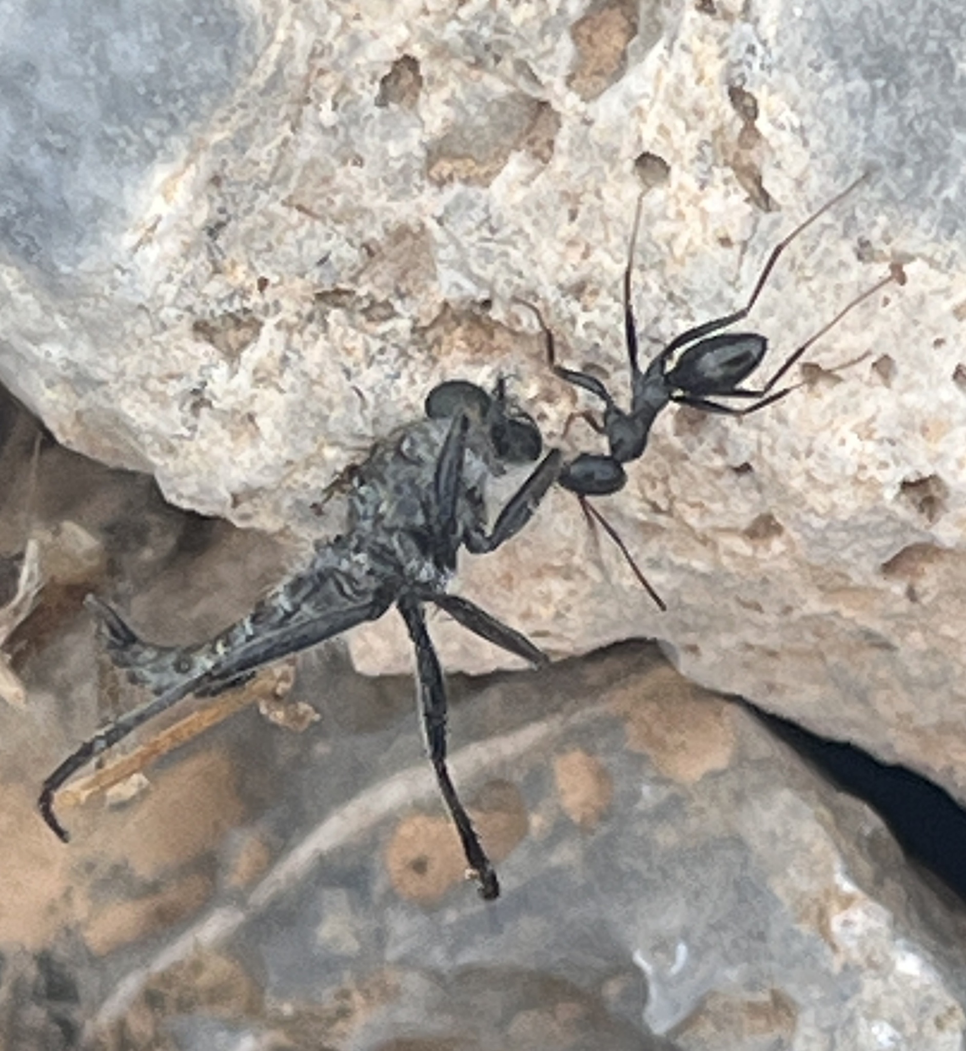 Cataglyphis minos