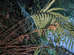 Osmunda banksiifolia, photograph Cheng-Te Hsu, CC BY, iNaturalist via GBIF