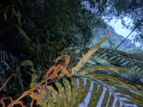 Osmunda banksiifolia, photograph 6