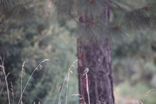 iNaturalist observation photo of Western Wood-Pewee