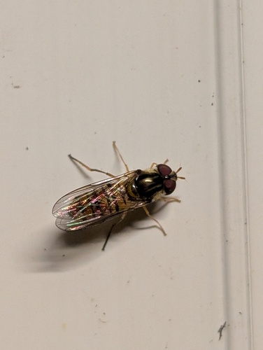Black-banded Hover Fly