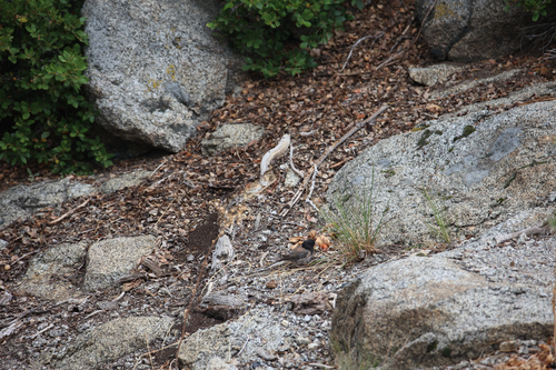 iNaturalist observation photo of Dark-eyed Junco