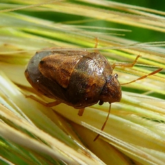 Neottiglossa bifida