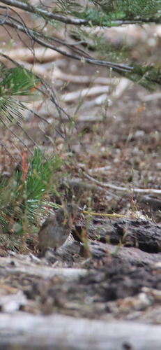 iNaturalist observation photo of Fox Sparrow