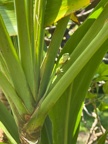 Anolis carolinensis observed 2026-07-30