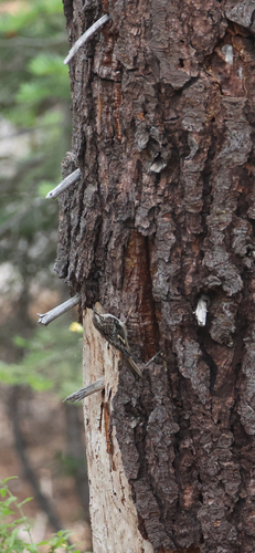 iNaturalist observation photo of Brown Creeper