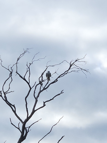 Black-shouldered Kite