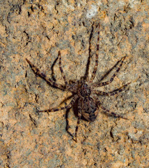 Dolomedes tenebrosus