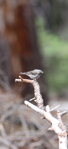 iNaturalist observation photo of Yellow-rumped Warbler
