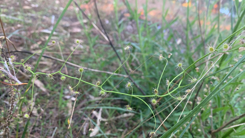 Drosera pallida (Drosera pallida)