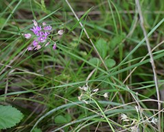 Allium drummondii