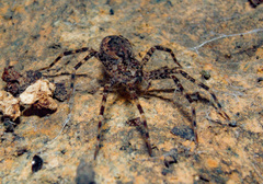 Dolomedes tenebrosus