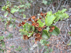 Ceanothus purpureus