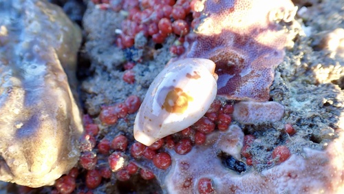 Cypraea saulae observed 2026-07-15