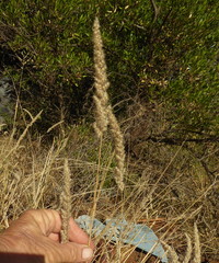 Enneapogon cenchroides