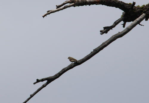iNaturalist observation photo of Lazuli Bunting