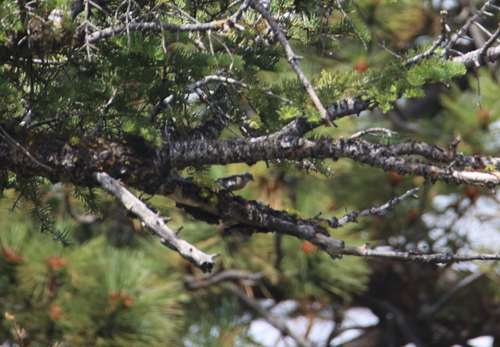 iNaturalist observation photo of Western Bluebird