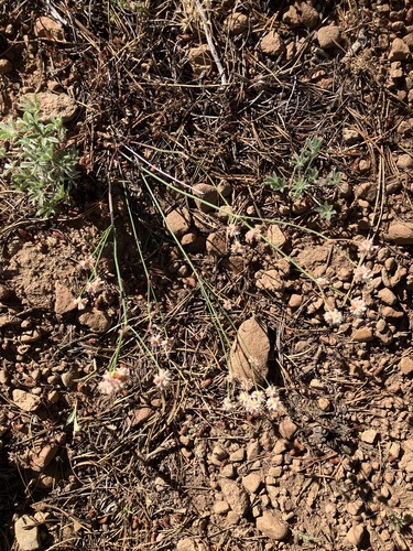 iNaturalist observation photo of Naked Buckwheat