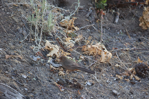iNaturalist observation photo of California Towhee