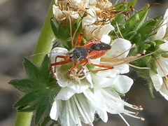 Rhynocoris ventralis