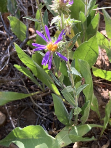 iNaturalist observation photo of thickstem aster