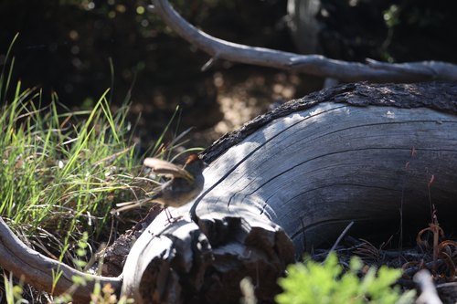 iNaturalist observation photo of Green-tailed Towhee