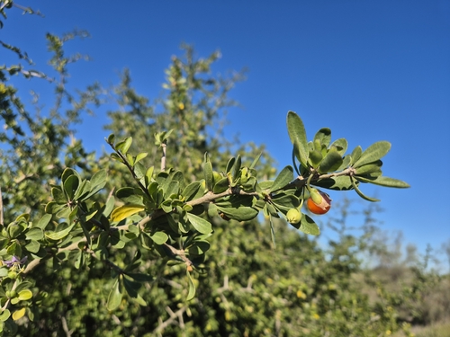 African boxthorn