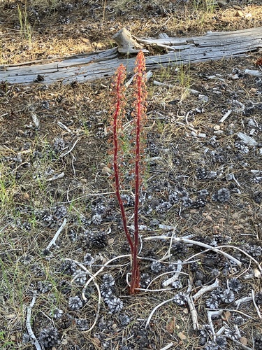 iNaturalist observation photo of woodland pinedrops
