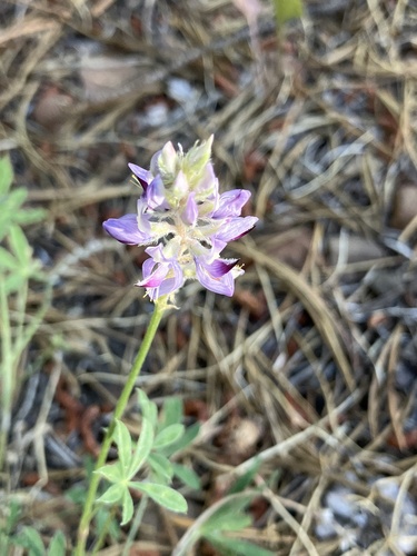 iNaturalist observation photo of Sicklekeel Lupine