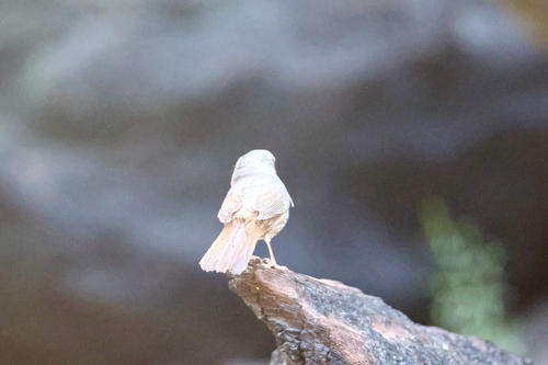 iNaturalist observation photo of Fox Sparrow