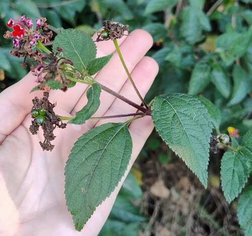 common lantana