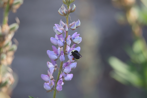 iNaturalist observation photo of Yellow-faced Bumble Bee