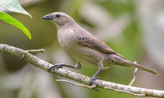 Shiny Cowbird photo 3