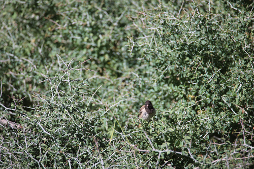 iNaturalist observation photo of Dark-eyed Junco