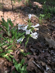 Penstemon arkansanus