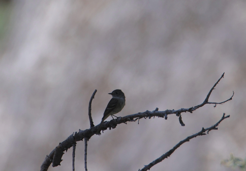 iNaturalist observation photo of Dusky Flycatcher