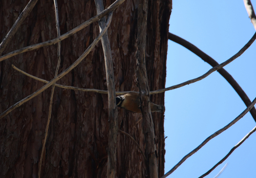 iNaturalist observation photo of Red-breasted Nuthatch