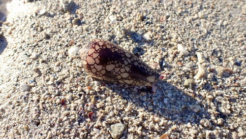 Conus omaria observed 2026-07-14